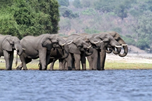 African Elephant (Loxodonta africana) adults, herd drinking at edge of water, Chobe River, Chobe N. P. Botswana