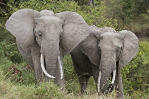 African Elephant (Loxodonta africana) two adults, standing together, Masai Mara, Kenya, August