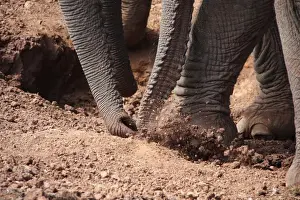 African Elephant (Loxodonta africana) adults and calves, close-up of trunks and feet