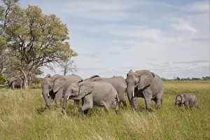 African Elephant (Loxodonta africana) adults with young, walking in wetland, Okavango Delta, Botswana