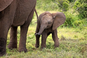 African Elephant (Loxodonta africana) calf, walking beside mother, Addo Elephant N. P