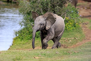 African Elephant (Loxodonta africana) calf, walking beside water, Addo Elephant N. P