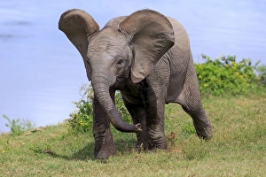 African Elephant (Loxodonta africana) calf, walking beside water, Addo Elephant N. P