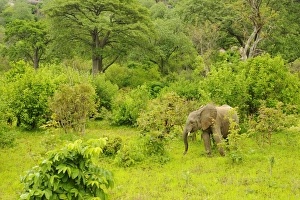 Elephants Prints: African Elephant (Loxodonta africana) calf
