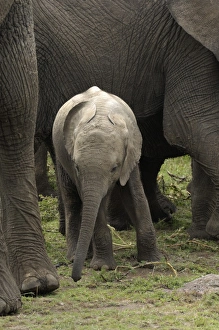 African Elephant (Loxodonta africana) calf, surrounded by adult females, Masai Mara, Kenya