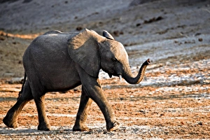 African Elephant (Loxodonta africana) calf, walking with trunk raised, Chobe N. P. Botswana, July