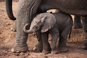 African Elephant (Loxodonta africana) calf with mother, standing at salt lick, The Ark, Aberdare N. P