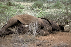 Destruction Prints: African Elephant (Loxodonta africana) dead adult
