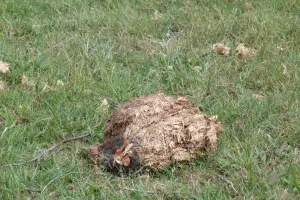 Dropping Prints: African Elephant (Loxodonta africana) dung, Okavango Delta, Botswana