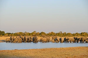 Drinking Prints: African Elephant (Loxodonta africana) herd