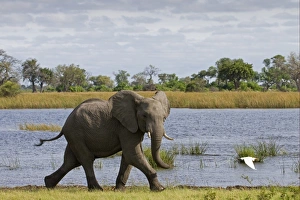 Egrets Prints: African Elephant (Loxodonta africana) immature