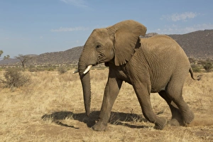 African Elephant (Loxodonta africana) immature, walking in dry savannah, Samburu National Reserve, Kenya, August