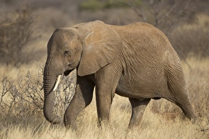 African Elephant (Loxodonta africana) immature, walking in dry savannah, Samburu National Reserve, Kenya, August