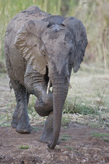 Lowveld Prints: African Elephant (Loxodonta africana) juvenile