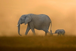 African Elephant (Loxodonta africana) mother with baby, walking, Masai Mara, Kenya (Composite image)