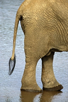 African Elephant (Loxodonta africana) Tail and feet