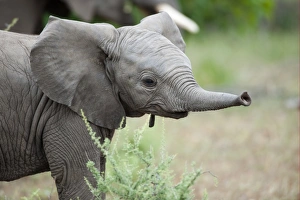 African Elephant (Loxodonta africana) young calf, with trunk extended, Mashatu Game Reserve, Tuli Block, Botswana