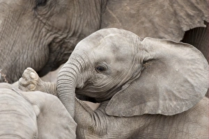 Interacting Prints: African Elephant (Loxodonta africana) young calf