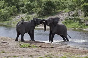 Aggressive Prints: two African Elephants fight at small river cross Savuti Botswana