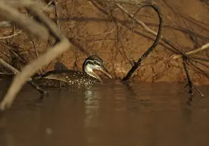 River Bank Prints: African Finfoot (Podica senegalensis) adult female