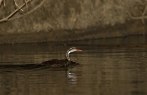 Finfoot Prints: African Finfoot (Podica senegalensis) adult male, swimming in river, Gambia, january