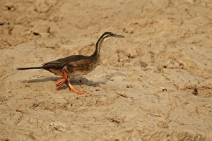 River Bank Prints: African Finfoot (Podica senegalensis) immature