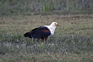 Botswana Prints: African Fish Eagle adult on ground - Botswana