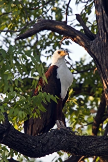 African Fish Eagle adult in tree - Botswana