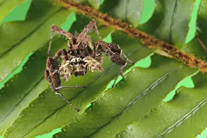 Salticidae Prints: African Fringed Jumping Spider (Portia africana) adult female