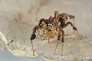 African Fringed Jumping Spider (Portia africana) adult female, feeding on Spitting Spider (Scytodes sp. ) prey, South Africa