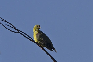 Kwara Prints: African Green Pigeon near Kwara camp, Botswana