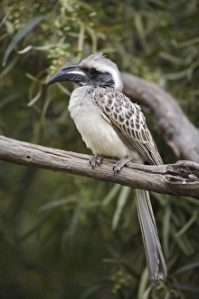 Pilanesberg Prints: African Grey Hornbill (Tockus nasutus) adult