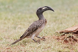 African Grey Hornbill (Tockus nasutus) adult, standing on ground at base of tree, Kenya, October