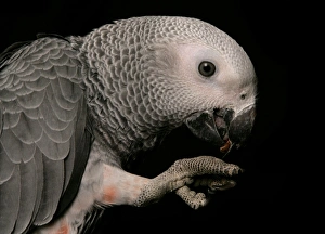 Captive Prints: African Grey Parrot (Psittacus erithacus) adult, feeding, close-up of head