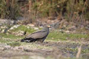 Zambian Prints: African Harrier-hawk (Polyboroides typus) adult