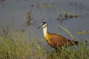 African Jacana (Actophilornis africanus) adult, standing in shallow water, Gambia, February