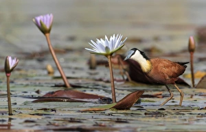 Jacanas Prints: African Jacana (Actophilornis africanus) adult