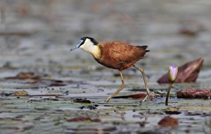African Jacana (Actophilornis africanus) adult, walking on waterlily pads in wetland, Okavango Delta, Botswana