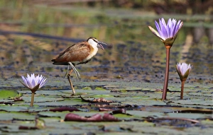 Jacanas Prints: African Jacana (Actophilornis africanus) immature