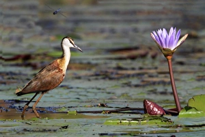 African Jacana (Actophilornis africanus) immature, walking on waterlily pads in wetland, with dragonfly in flight overhead, Okavango Delta, Botswana