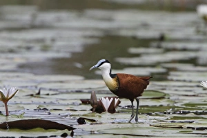 Botswana Prints: African Jacana, is well Adapted for walking on lilies