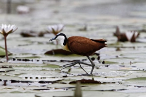 African Jacana, note the foot which is well Adapted for walking on lilies