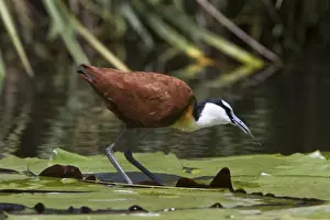 Lilies Prints: African Jacana, note the foot which is well Adapted for walking on lilies and the fish in its bill