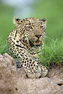 Big Cat Prints: African Leopard (Panthera pardus pardus) adult