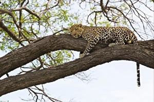 Laying Prints: African Leopard (Panthera pardus pardus) adult