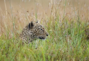 African Leopard (Panthera pardus pardus) adult, head amongst grass, Masai Mara, Kenya