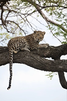 African Leopard (Panthera pardus pardus) adult, resting on tree branch, Okavango Delta, Botswana