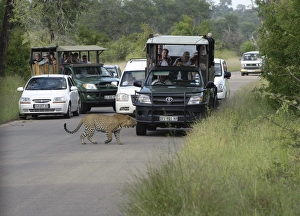 African Leopard (Panthera pardus pardus) adult, walking across road with safari vehicles and watching tourists, Kruger N. P. Mpumalanga, South Africa