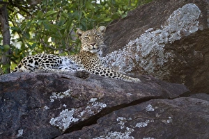 African Leopard (Panthera pardus pardus) adult, resting on rocks, Serengeti N. P. Tanzania, December