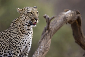 African Leopard (Panthera pardus pardus) adult, close-up of head and chest, Samburu National Reserve, Kenya, August